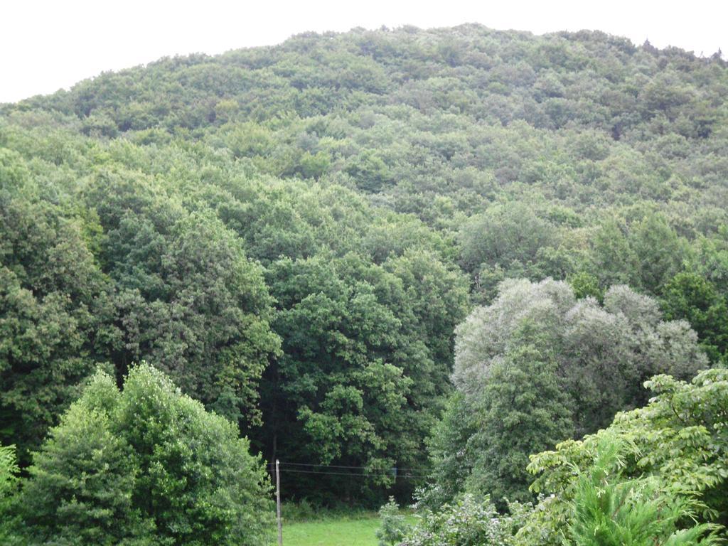 Pension Waldblick Grillenberg  Esterno foto